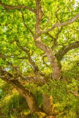 A picturesque tree by the shore