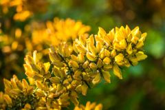 Spring flowers along the Church Norton Trail