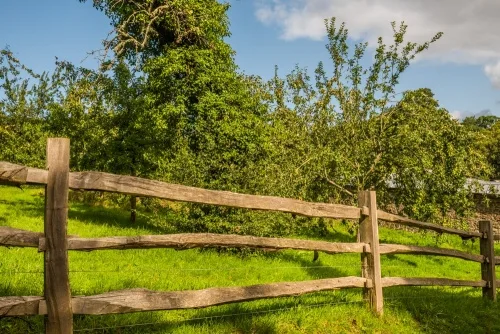 The restored 1841 orchard