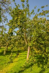 Old apple varieties in the 1841 orchard