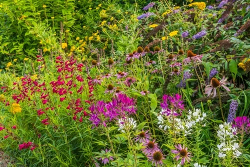 Herbaceous borders in the walled garden