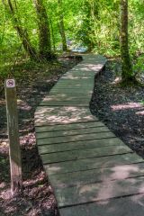 A boardwalk through the woodland