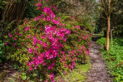 A path in the Upper Garden