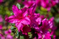 Colourful spring blossoms abound in the Upper Garden