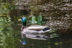 A duck swims peacefully in Top Pond