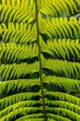 Penjerrick is a haven for ferns