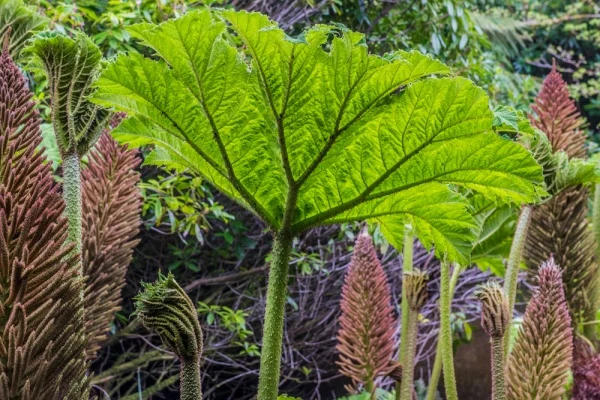 Gunnera in the Valley Garden