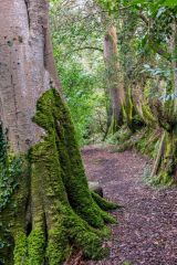 A trail in the Valley Garden