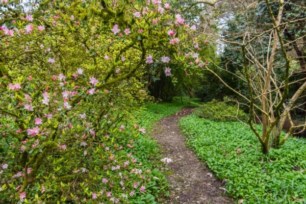 The Upper Garden at Penjerrick