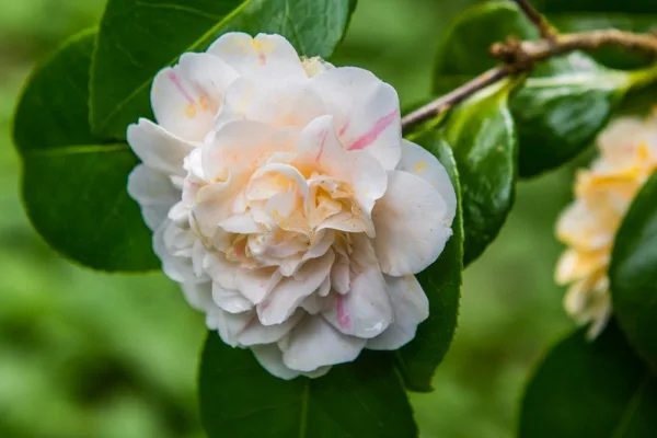 A spring blossom in the Upper Garden