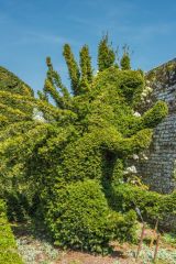 A topiary version of the Sidney porcupine