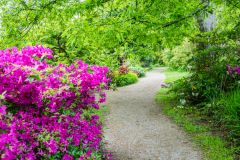 A winding woodland garden path
