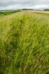Looking north along the length of the barrow