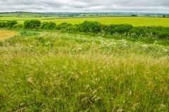 The southern (wide) end of the barrow mound