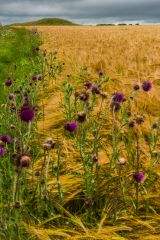 Approaching the barrow from the south