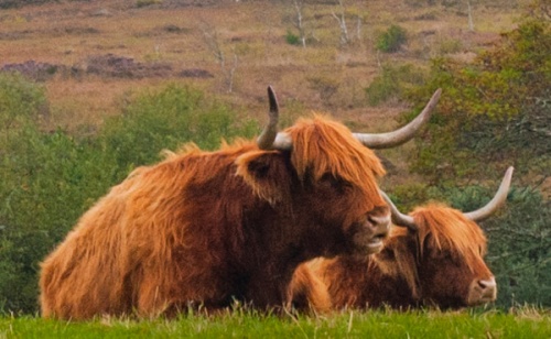 Highland Cattle, Coral Beach