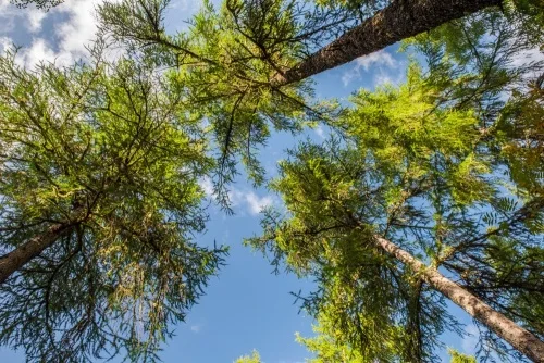 Majestic woodland planted by Lord Tweedmouth