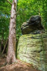 Woodland walks beside the lake