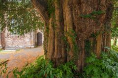 The ancient yew tree, 1100 years old