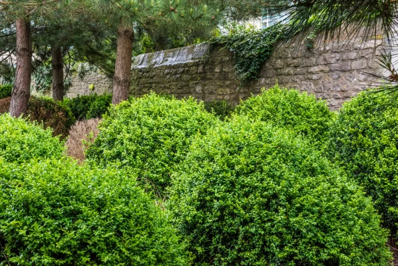 The Governor's Garden