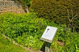 Poisonous pant garden