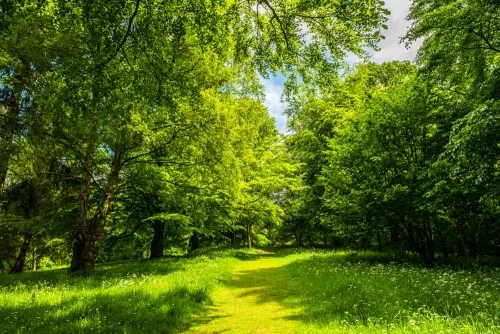 The Warden Castle motte