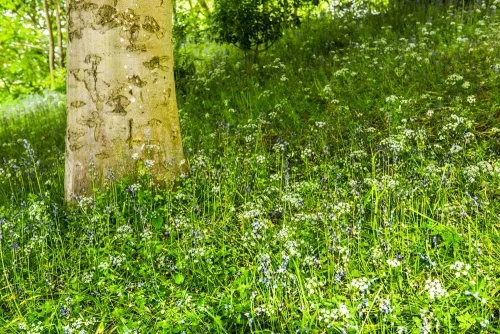 Spring flowers abound on The Warden's trails