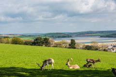 The deer herd at Prideaux Place