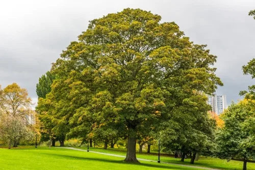 Shakespeare's Tree stands on the slope of Primrose Hill