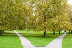 Walking paths on Primrose Hill