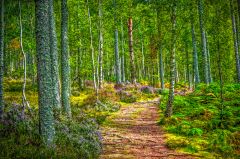 Quarry Wood Henge, The path to the henge