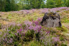 Quarry Wood Henge, A standing stone (?) at the henge centre