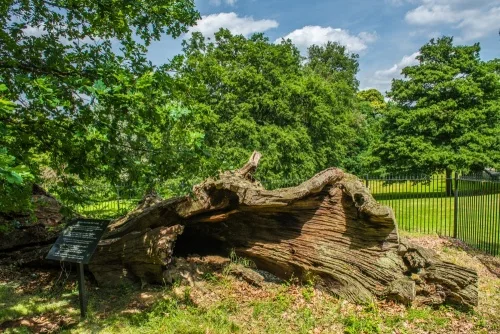 Queen Elizabeth's Oak