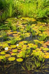 A peaceful lily pond