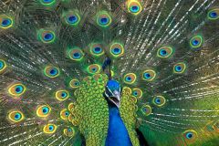 A peacock displaying in the grounds