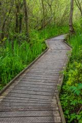 A boardwalk through Carr Woodland nature reserve