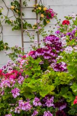 Inside the Victorian glasshouse