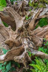 Tree root 'sculpture' in the Stumpery Garden