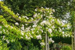 The rose garden in Queen Mary's Garden