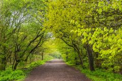 On the Military Walk