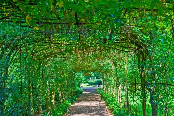 A shady tunnel in Pembroke Lodge Gardens