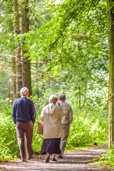 The peaceful woodland path