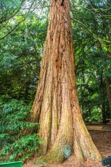 Wellingtonia on the Temple Path, planted in the 1860s