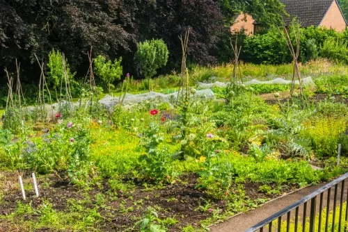 The restored kitchen garden
