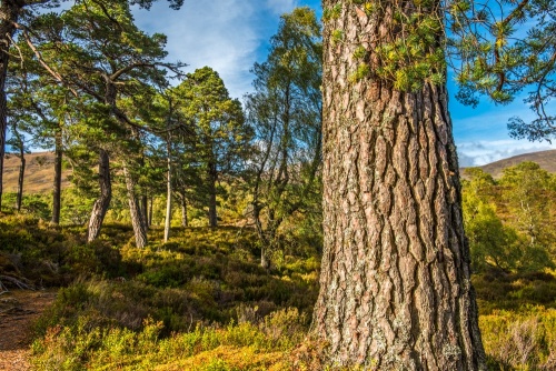 Pine woods on the River Affric circular walk