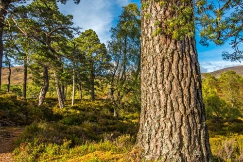 Pine woods on the River Affric circular walk