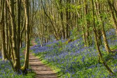 Bluebells at Riverhill