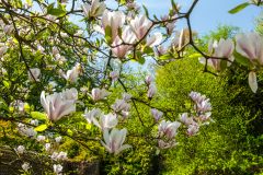 Magnolias in spring