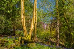 The Wood Garden in April