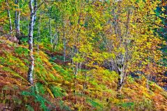 Autumn colours on the woodland trail